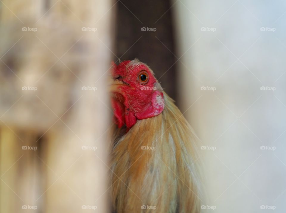 Roster selfie and looking from inside the cage