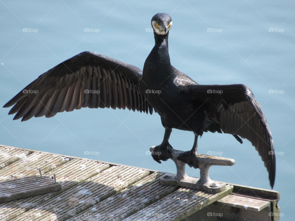 Cormorant