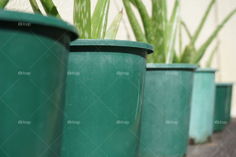 Green pots