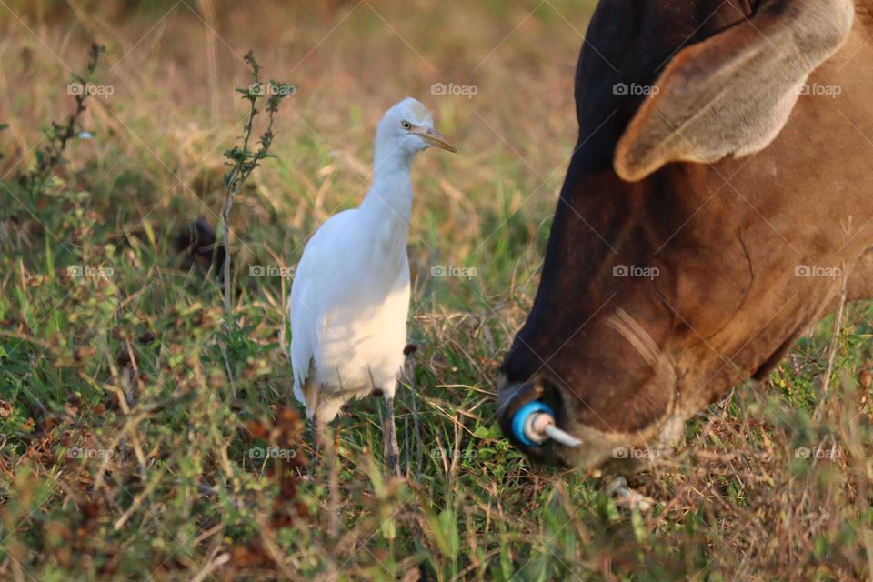 An egret is standing beside a cow eating in an open field