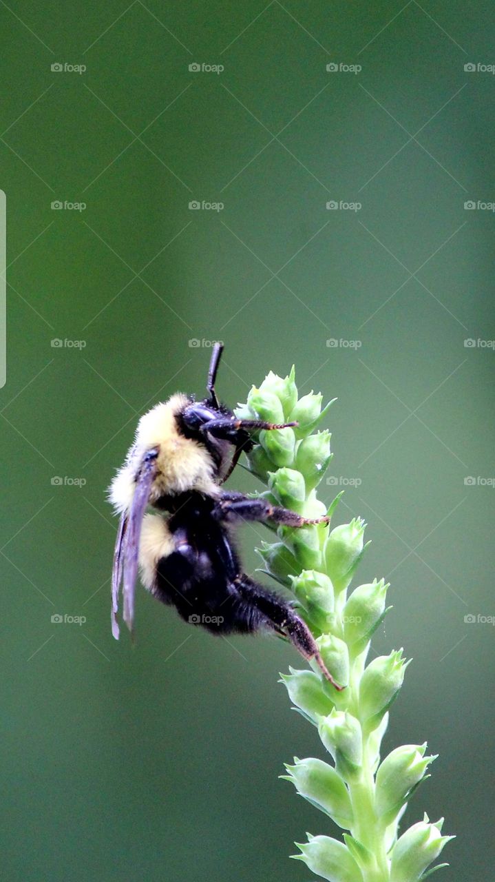 bee