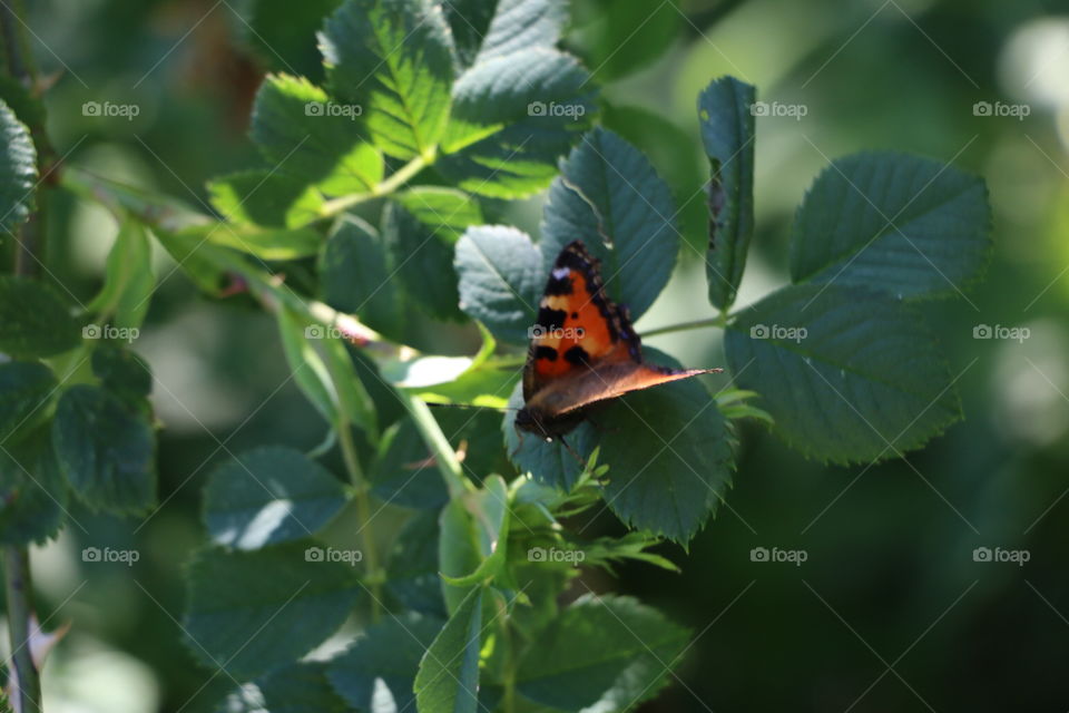 Insect, Butterfly, Nature, Leaf, No Person