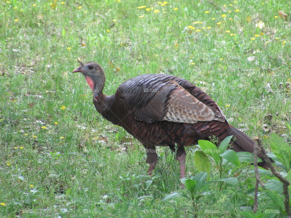 Turkey walking