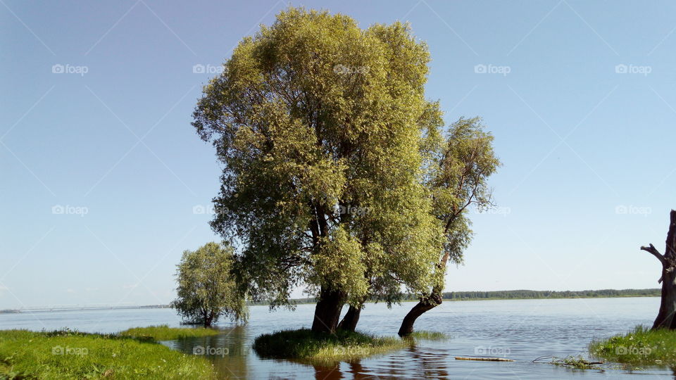 Tree on a small island