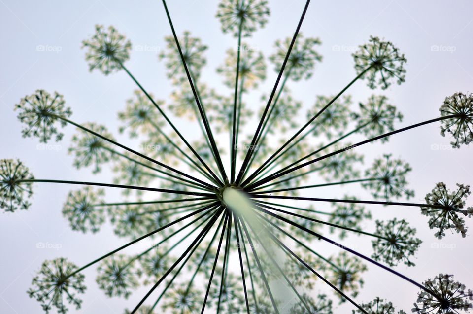 Umbel, inflorescence, Umbelliferae