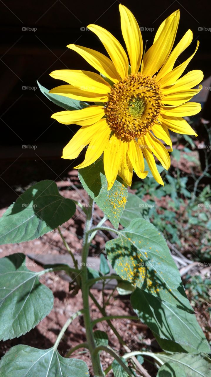 O pequeno girassol com pólen sobre as folhas.