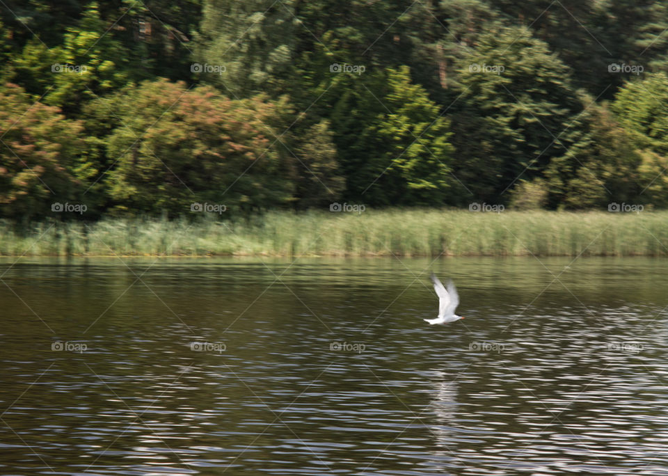 Gull on river