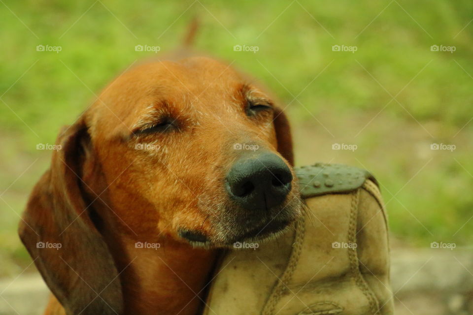 cute pet sleeping