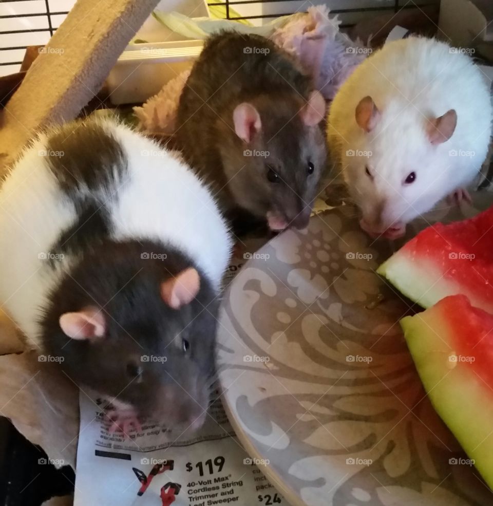 My rattie girls enjoying some watermelon.