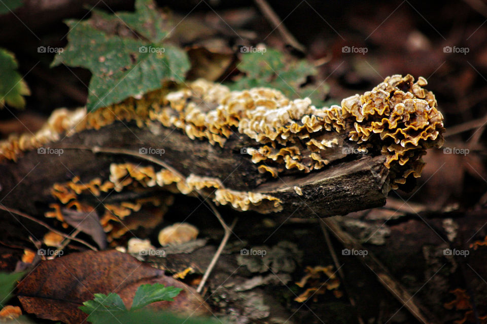 Brown and white fungus on tree stump