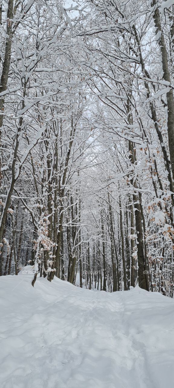 beautiful forest