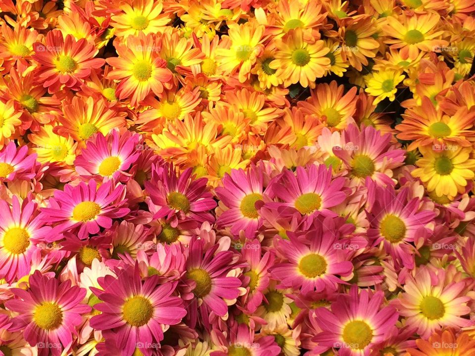 Pink and Yellow Daisy