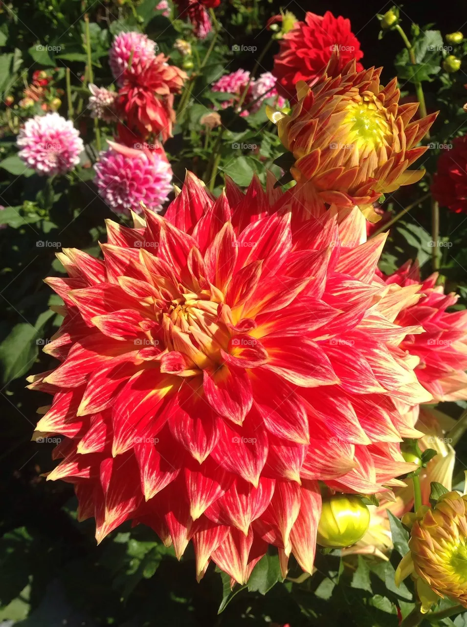 Dahlias 