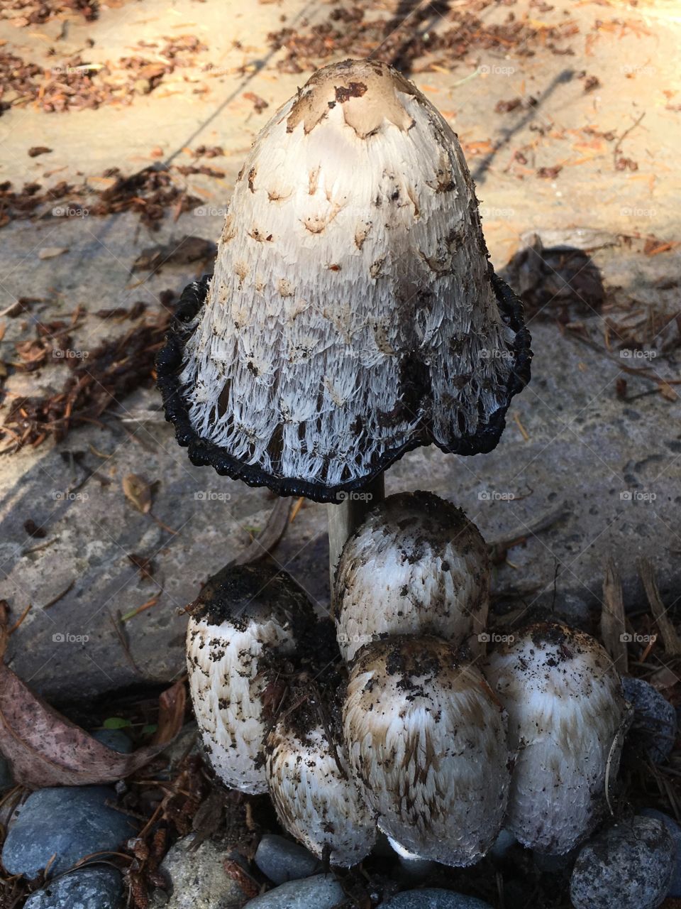 Shaggy ink cap mushrooms