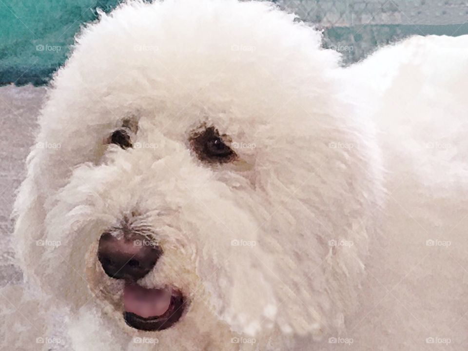 Close-up of sheep dog