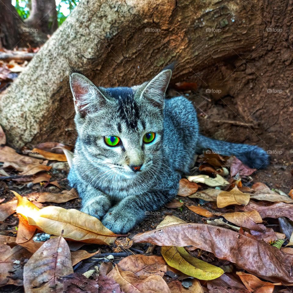 Cute cat sitting among dry leaves