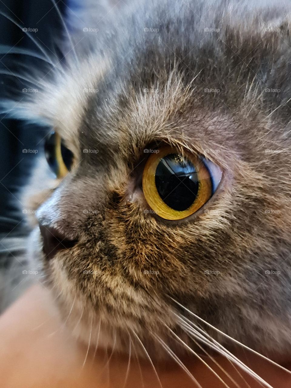 A cat does not want all  the world to love her , only she has chosen to love ...