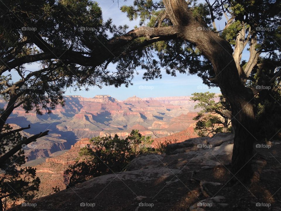views over the Grand Canyon framed by trees