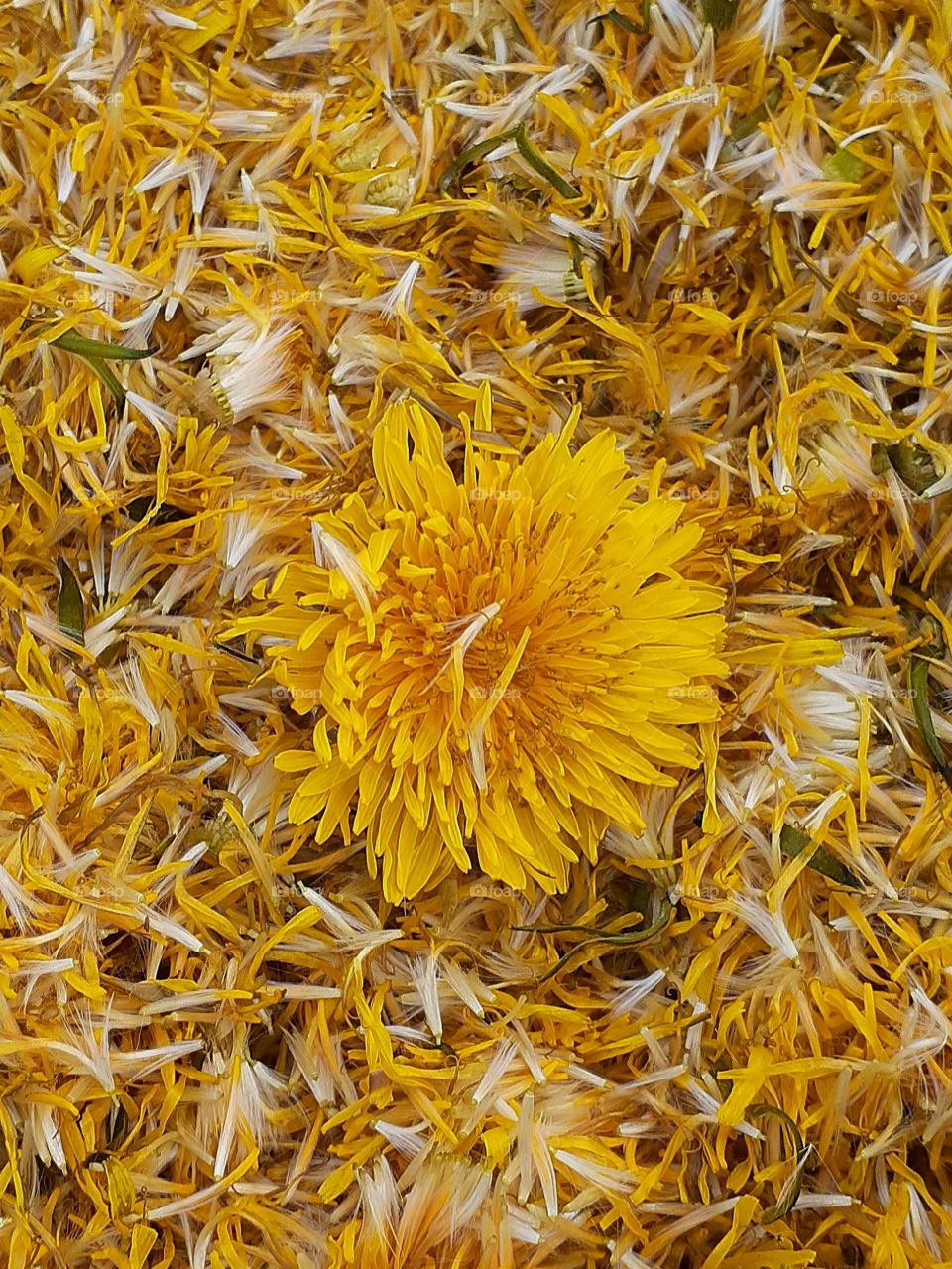 Dandelion Fleurettes