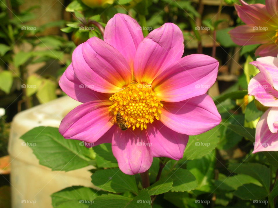 dhalia . pink