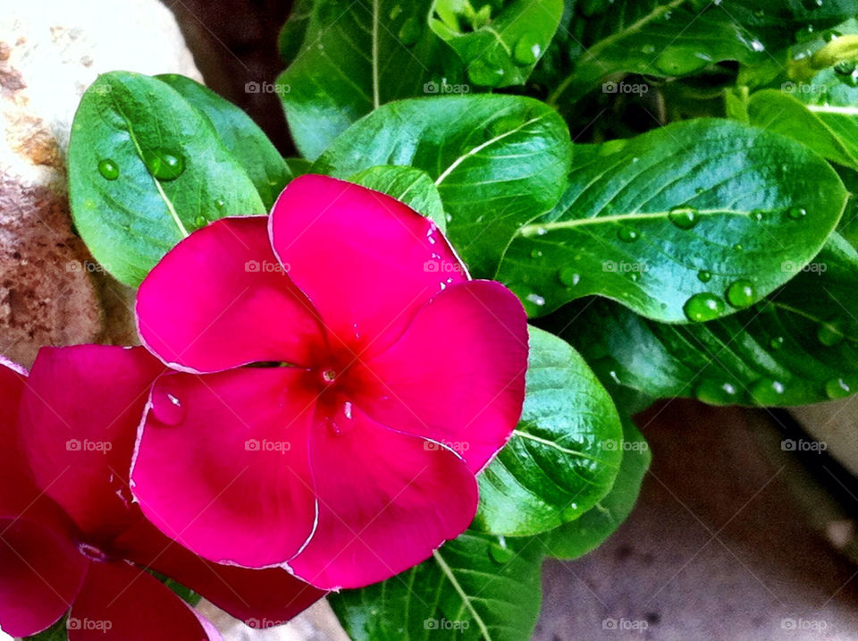 green garden pink flower by carinafox5