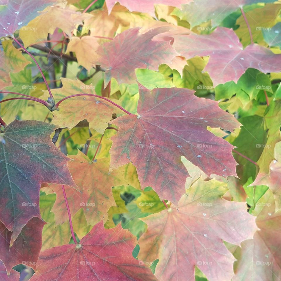 Fall into colours #nofilter