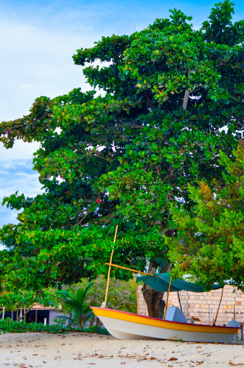 red crown beach Bahia Brazil