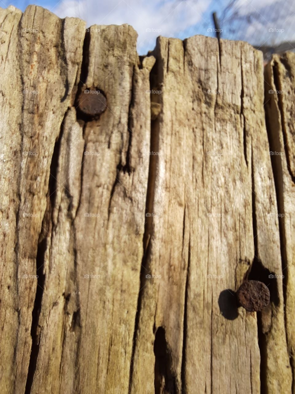 sunlit old wheather damaged planks with rusty nails