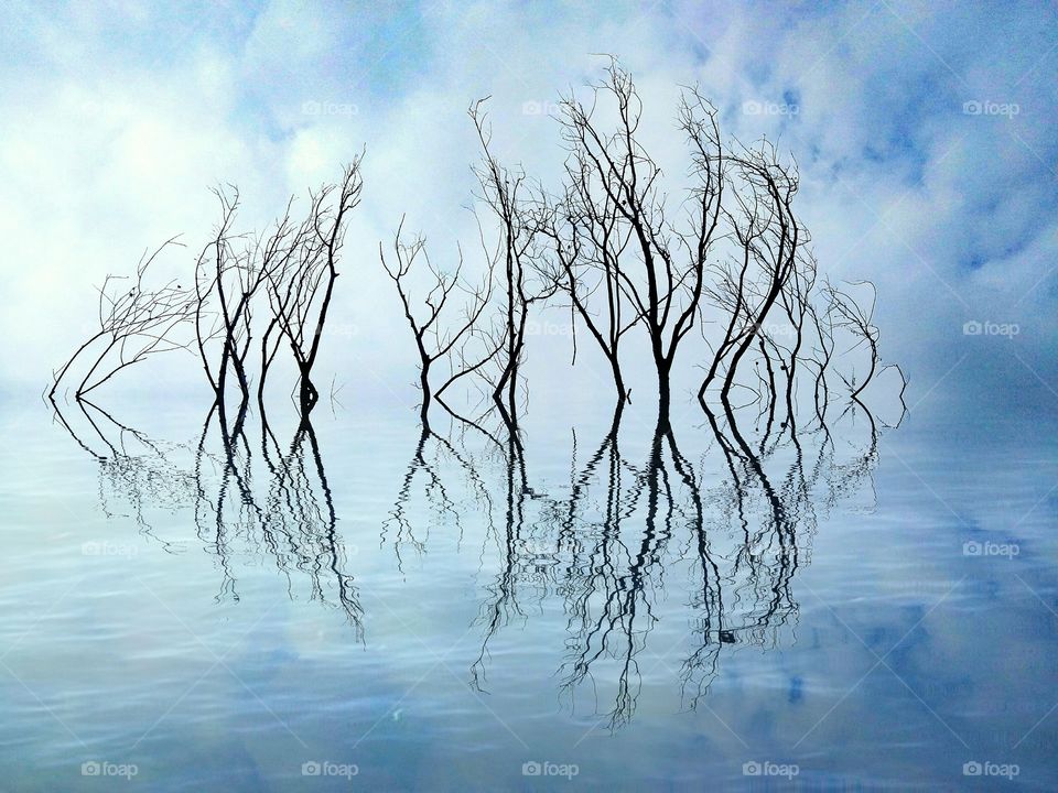 Branches in the water