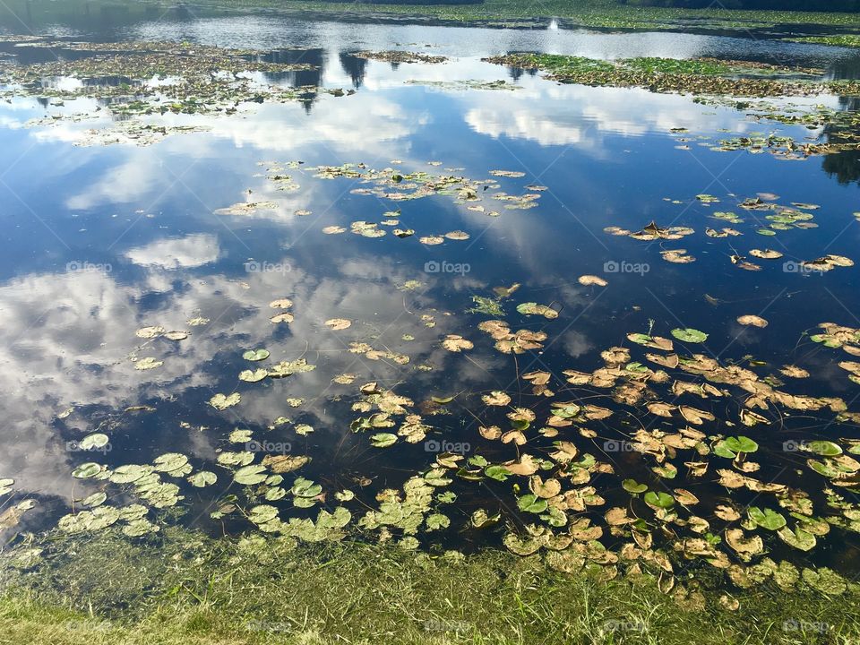 Lily pad pond 