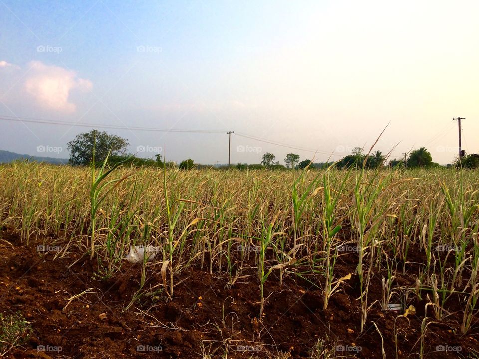 Croppers in field