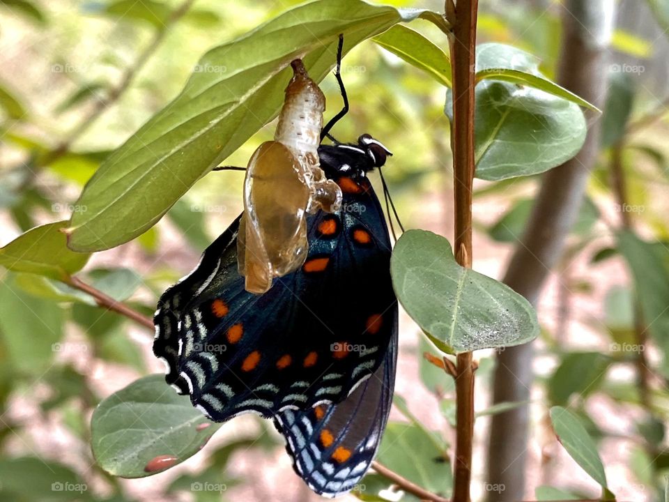 Red-spotted Purple Admiral butterfly fresh from cocoon 