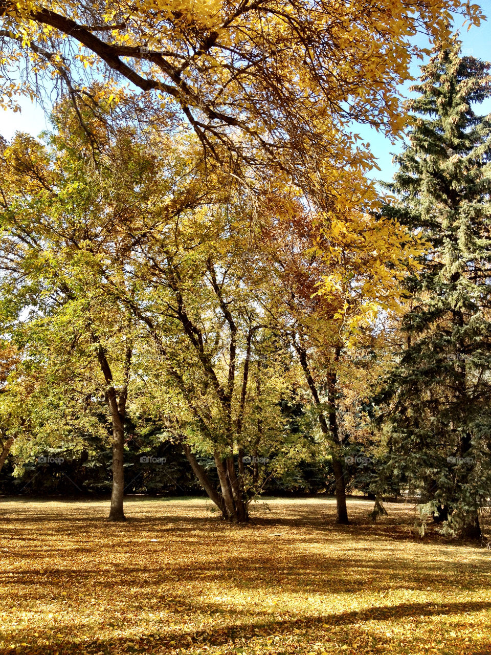 sky ground trees leaves by stykellee