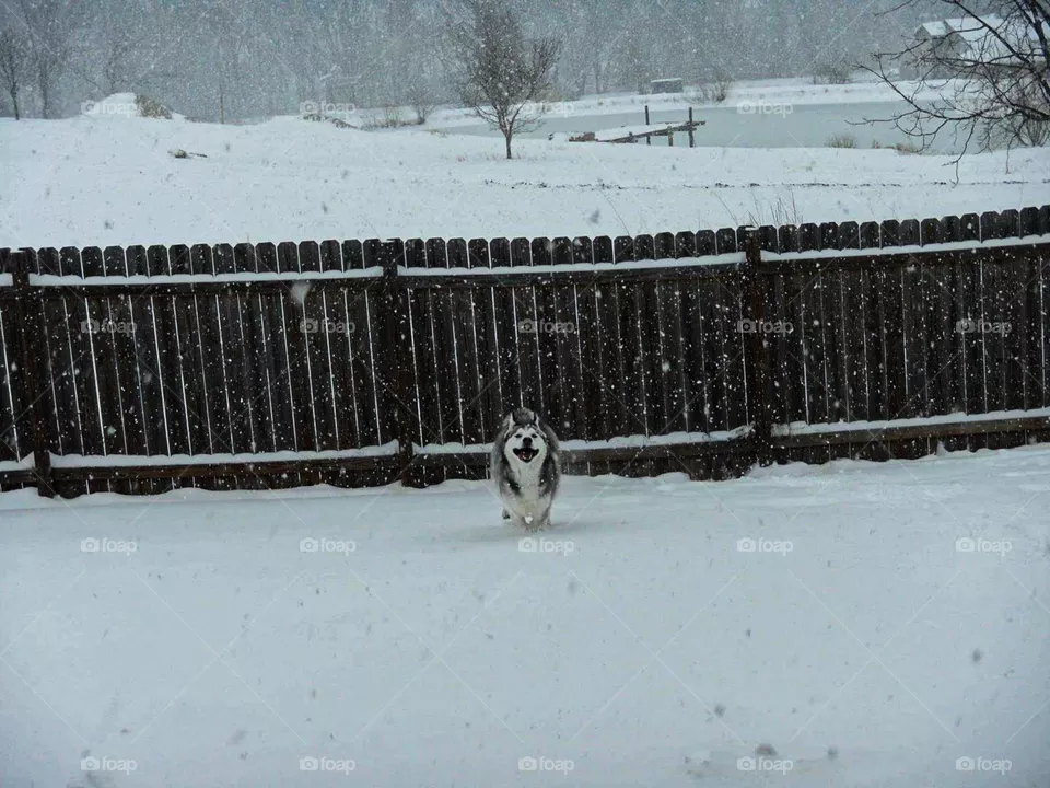 happy running husky in the snow