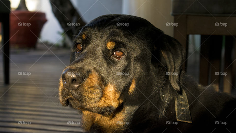 Rottweiller in the afternoon