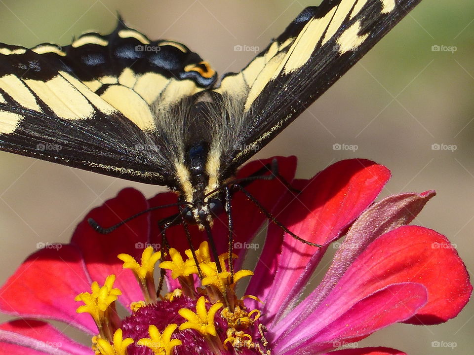 Close up butterfly portrait 