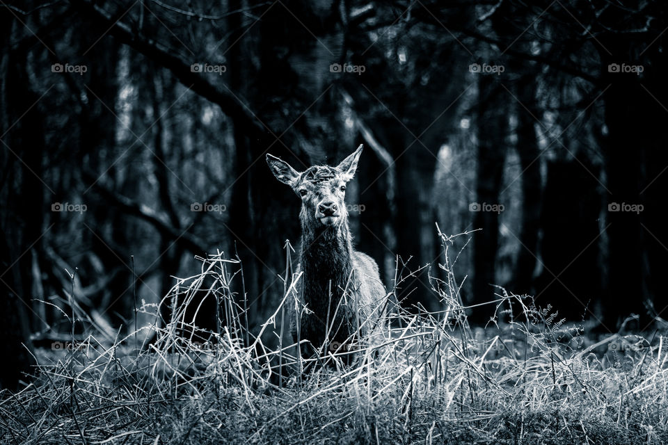 A beautiful deer in the park. Richmond park in London. Sweet animal portrait.