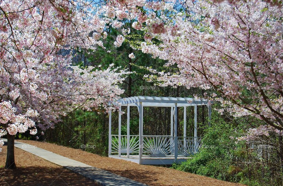 Cherry Trees and Gazebo