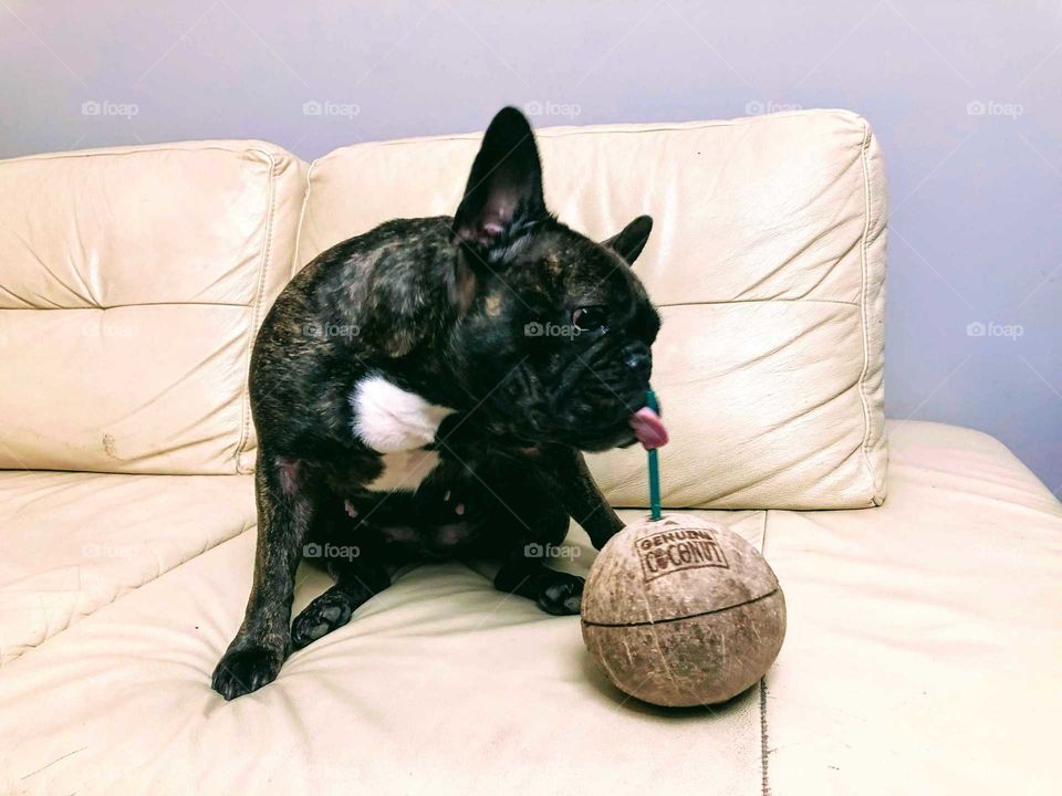 French bulldog drinking coconut