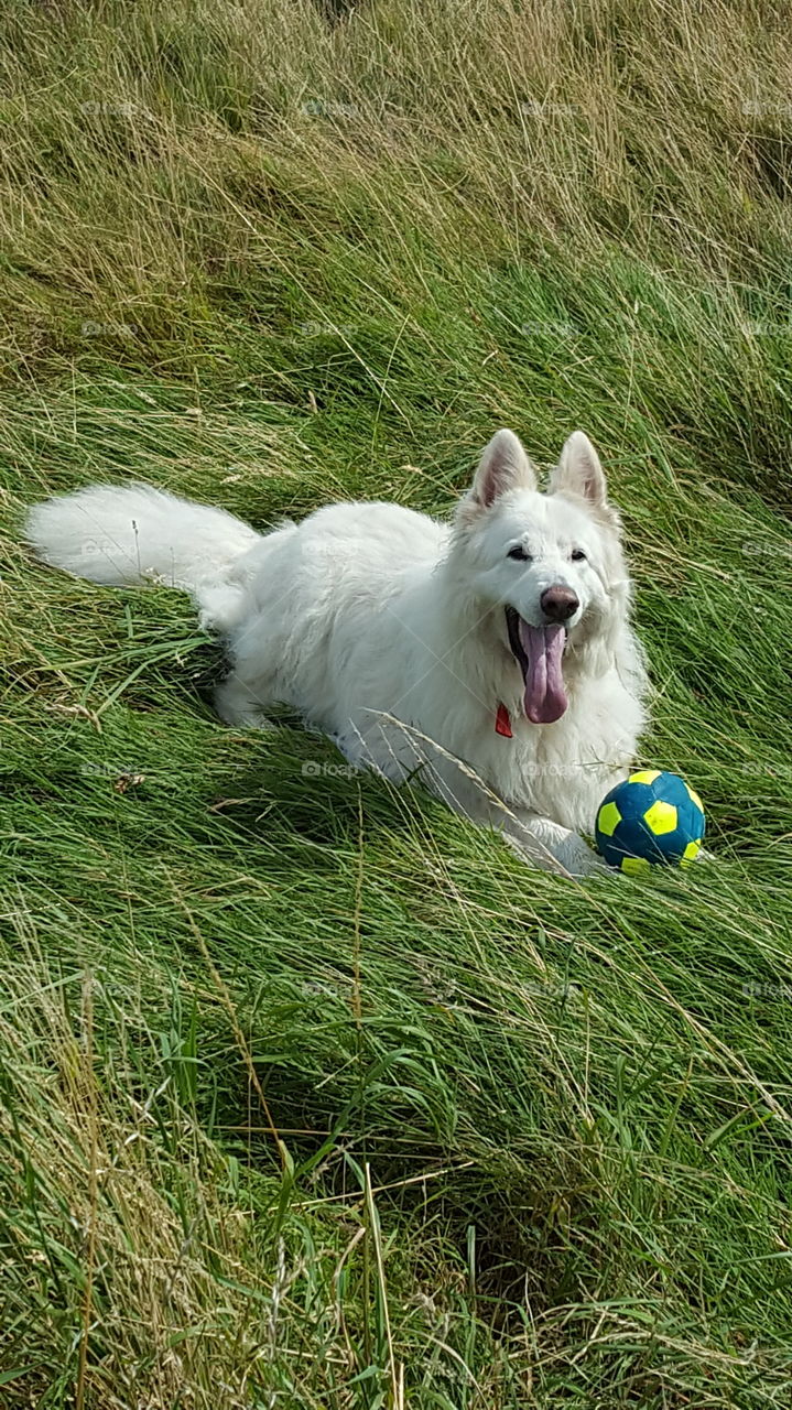 fun in the grass