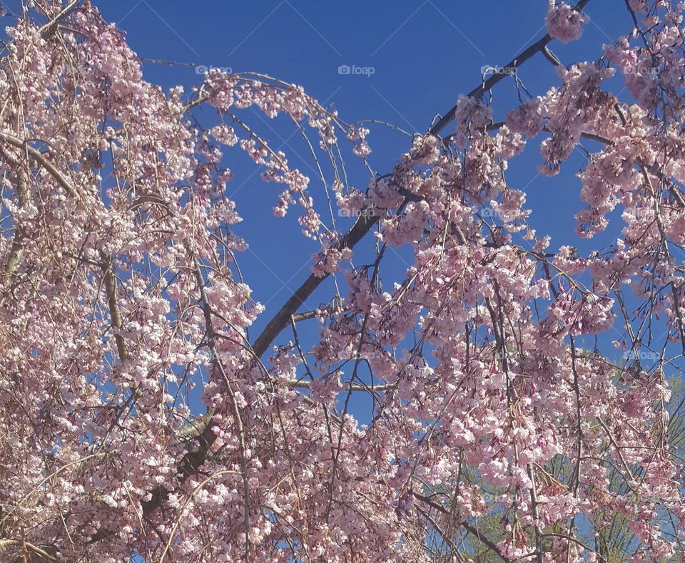 Cherry Blossoms Sure Sign of Spring