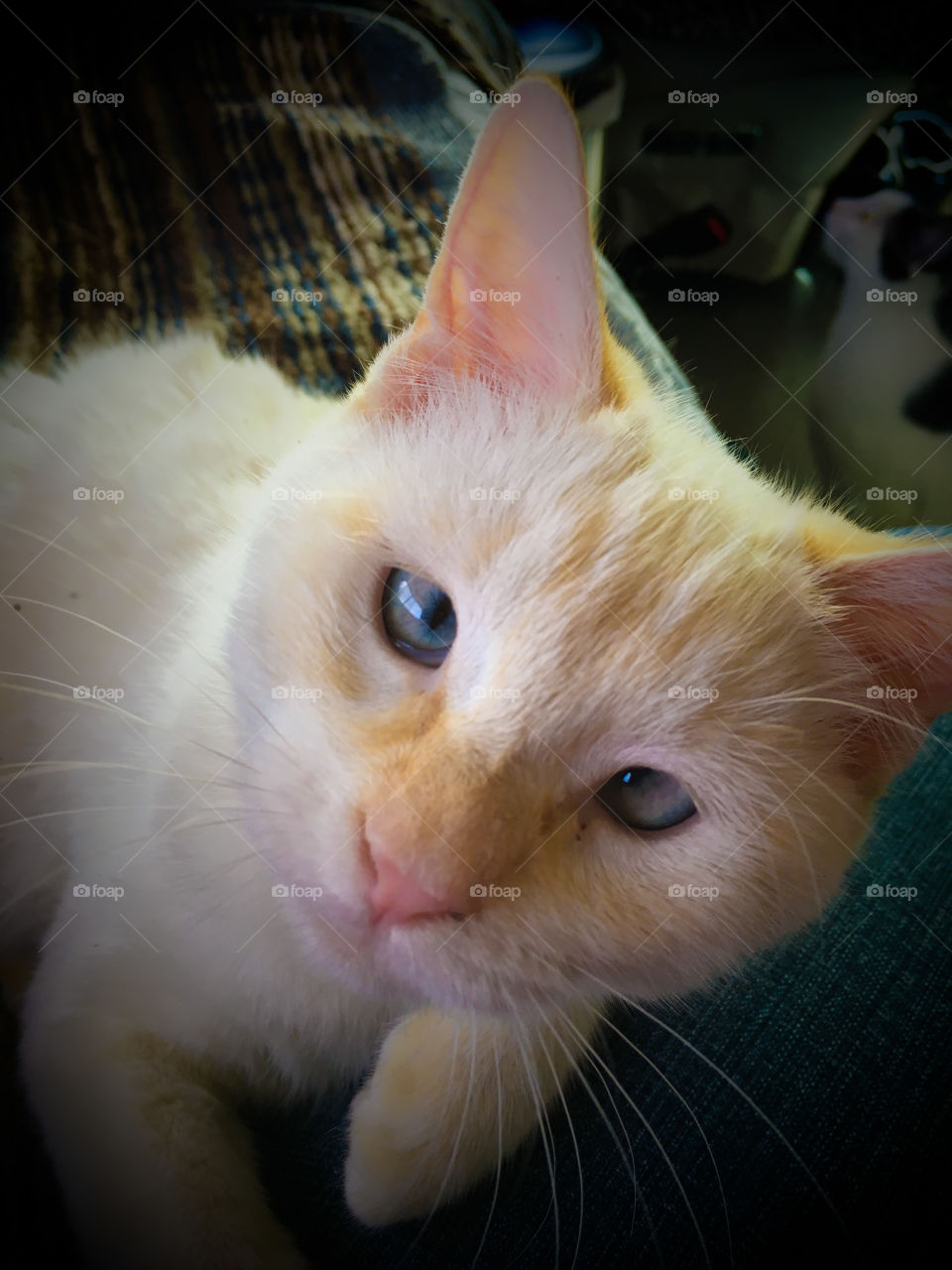 Baby’s Got Blue Eyes