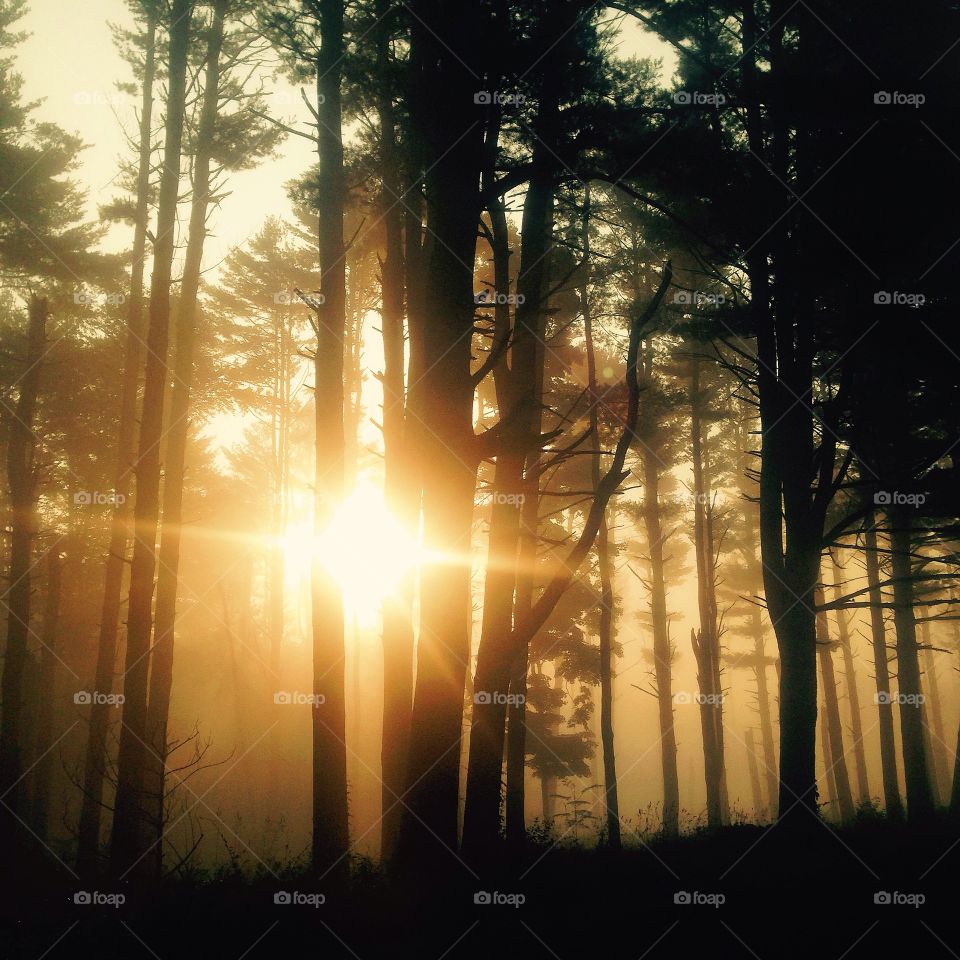 Sunlight in foggy forest