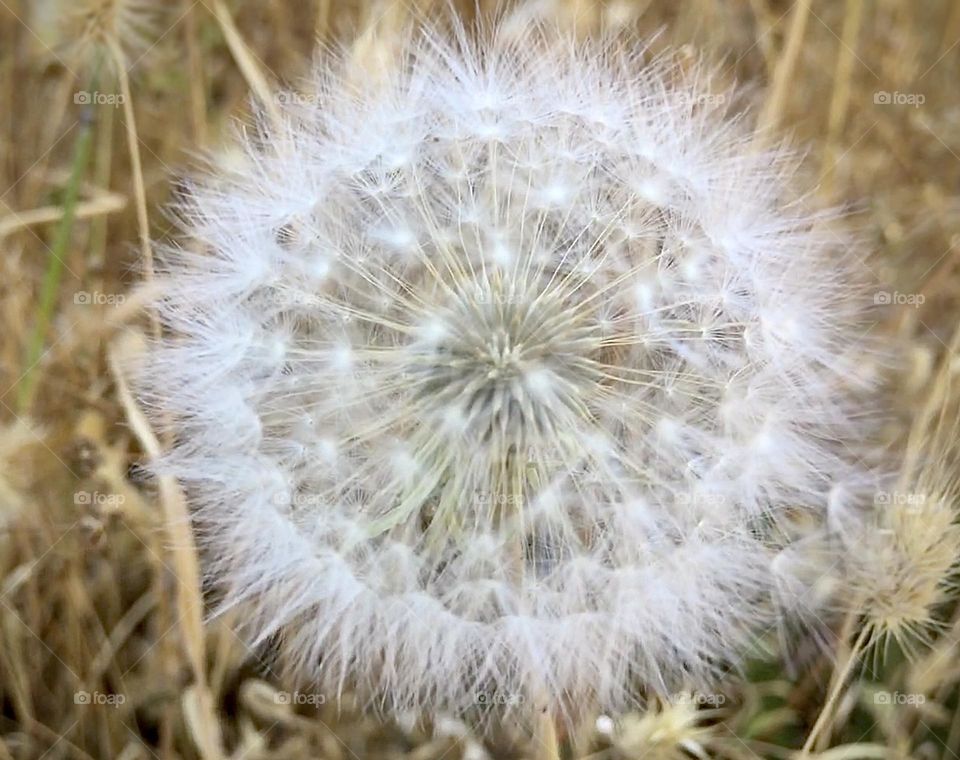 dandelion fluff