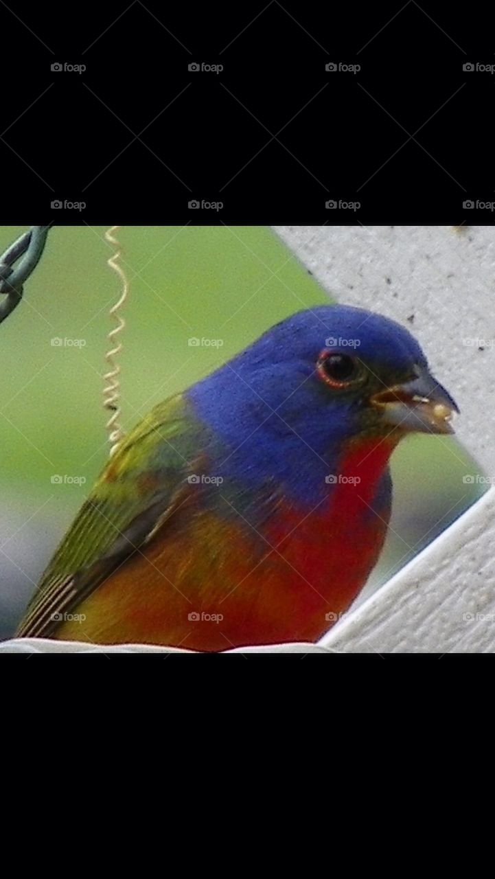 Painted bunting