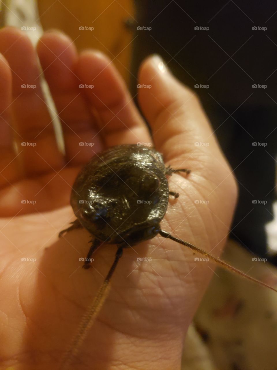 madagascar hissing cockroach on hand