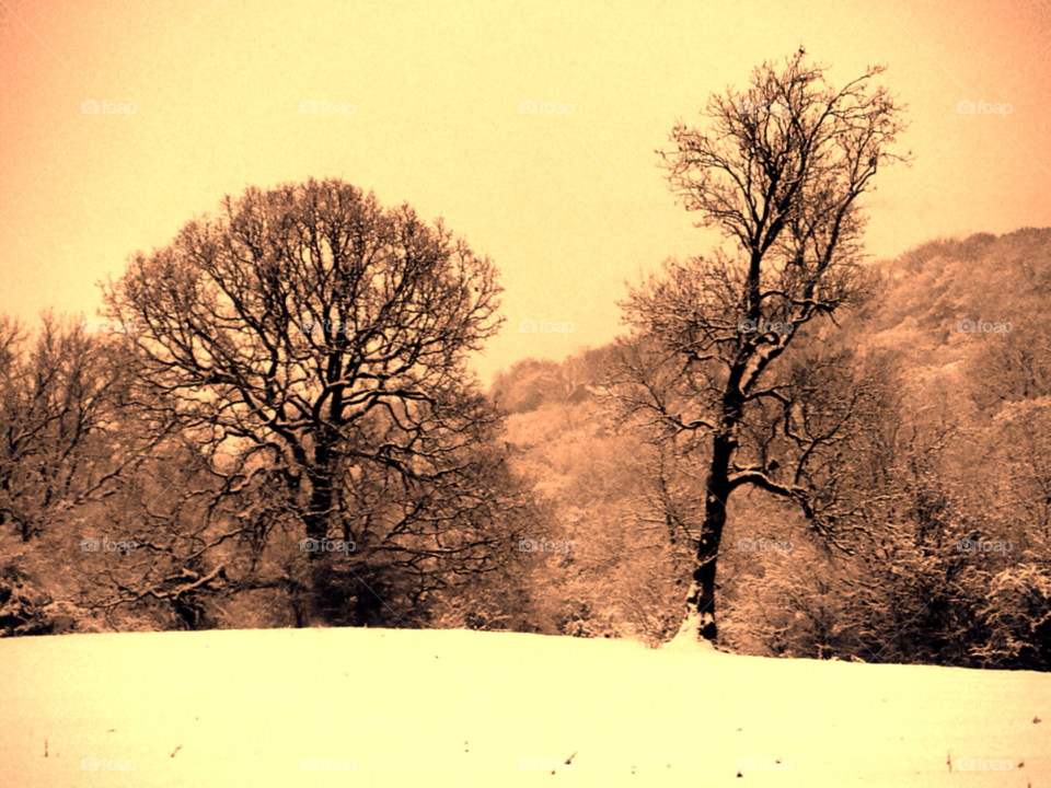 snow winter trees cold by rich0710