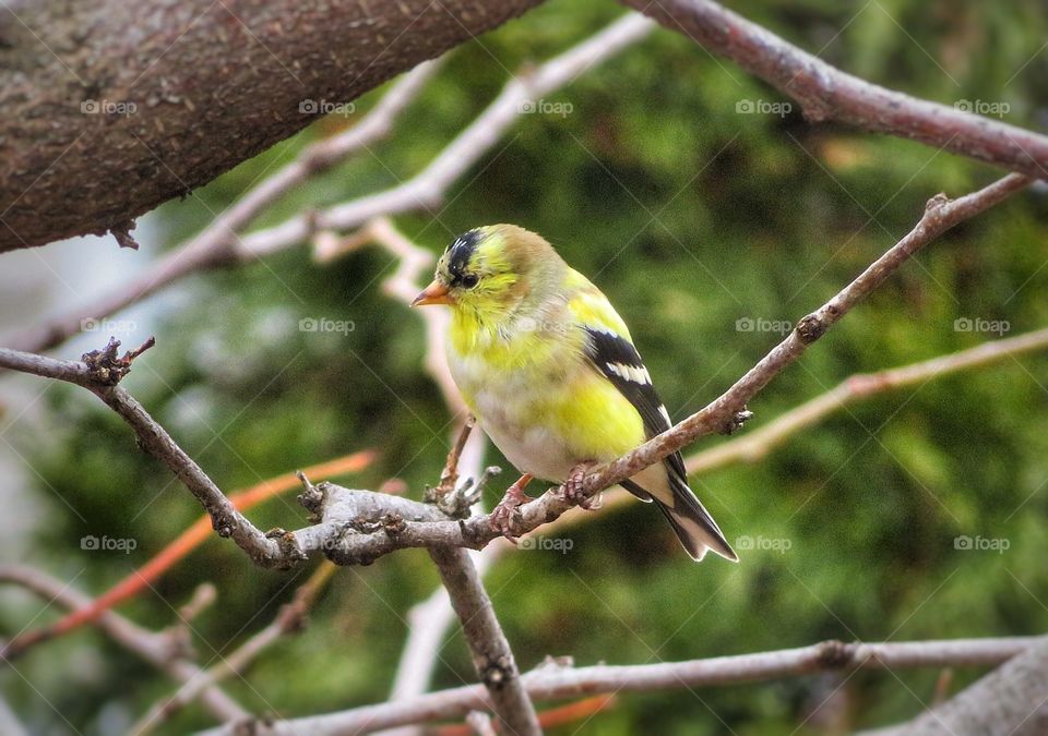 My yard Goldfinch