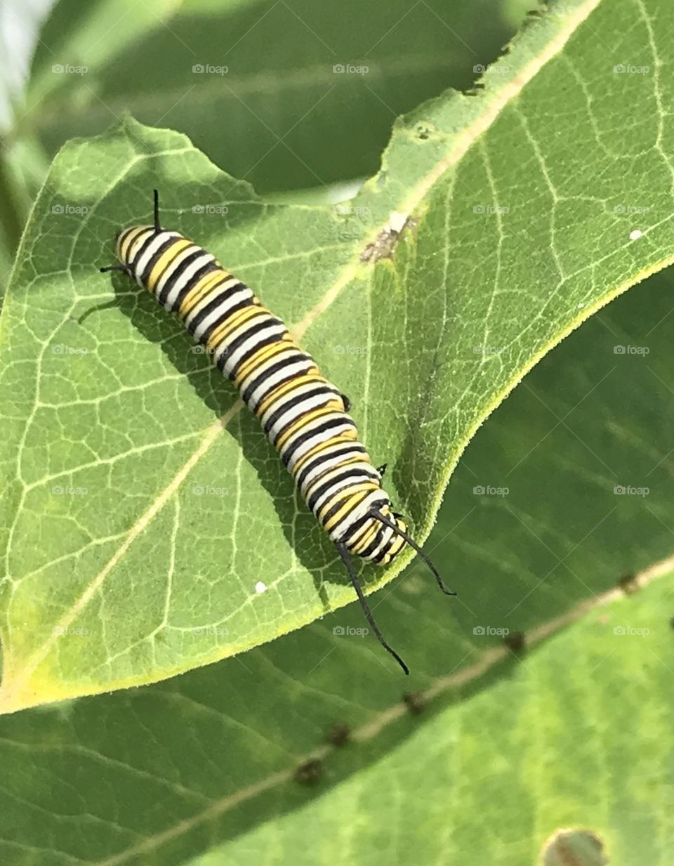Monarch caterpillar on a Milkweed leaf