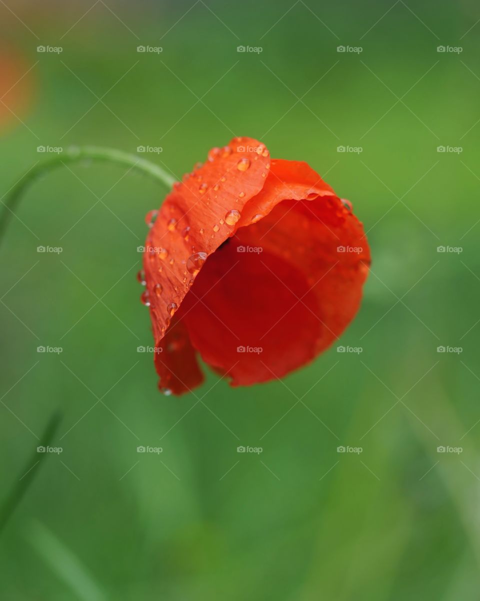 Portrait of wet poppy flower
